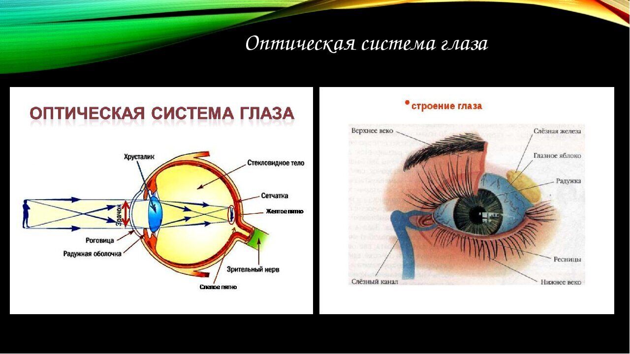 Оптическая структура глаза пропускающая солнечные лучи. Строение глаза оптическая система глаза. Оптическая система глаза строение глаза физика. Строение оптической системы глаза. Строение глаза анатомия оптическая система.