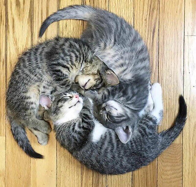 Эти коты доказывали, что для сна не существует неудобных мест и поз