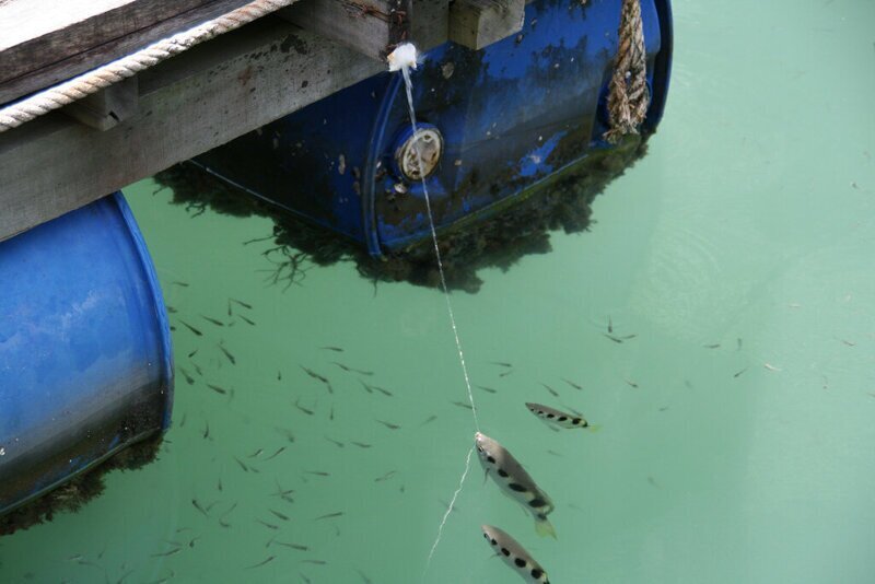 Рыба-брызгун: Гопник, что убивает жертву смачным харчком