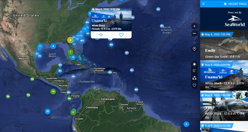 1. Карта для наблюдения за перемещением белых акул и черепах в реальном времени
