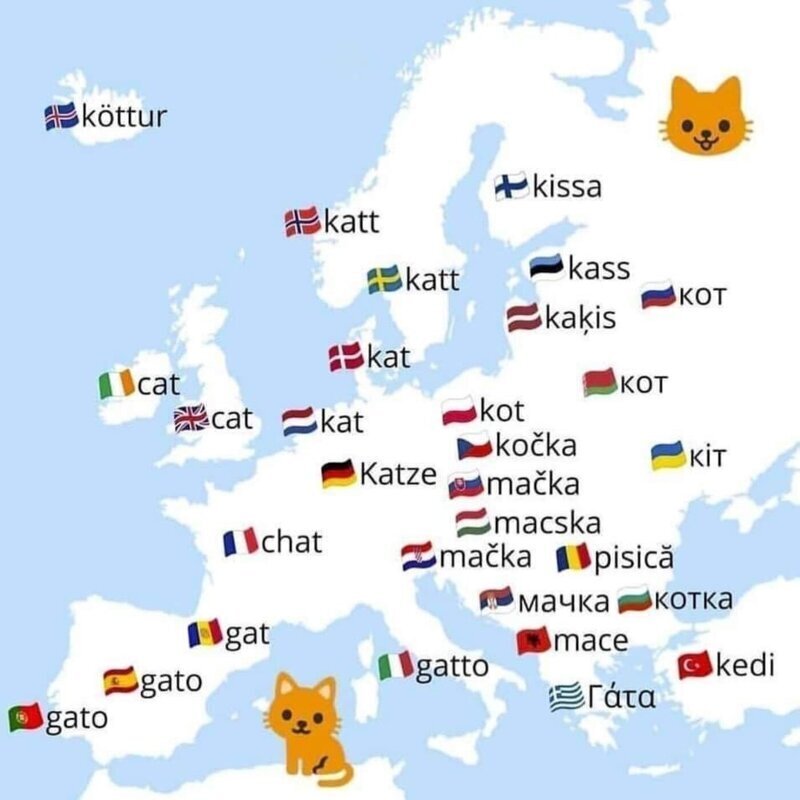 12. Слово "кот" на разных языках