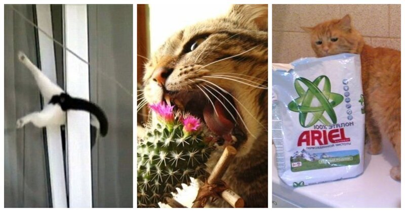 10 вещей, о которых нельзя забывать, чтобы не случилось беды с котиками 