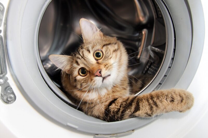 2. Нельзя разрешать котикам забираться в стиральные машины