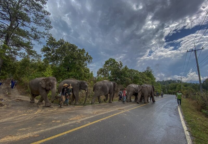 В Таиландской провинции Чиангмай слонов возвращают в естественную среду обитания