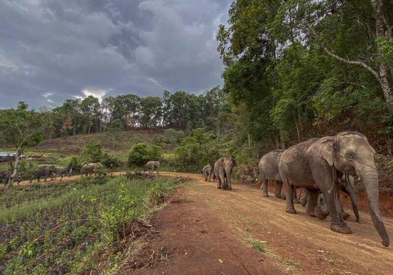 В Таиланде из-за отсутствия туристов слонов отпускают на волю