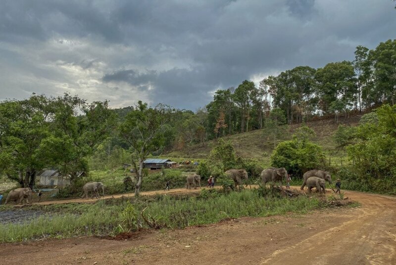 Транспорт слишком дорог, поэтому слоны должны пройти 150 км