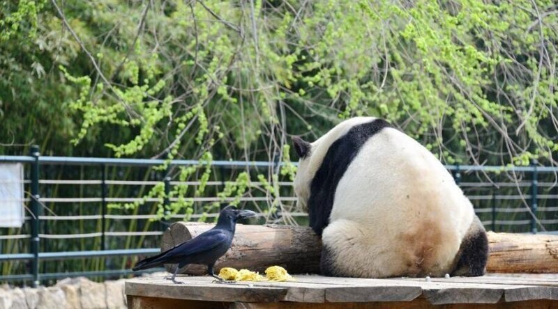 Бесстрашный вороненок отщипнул  мех из зада панды для своего гнезда