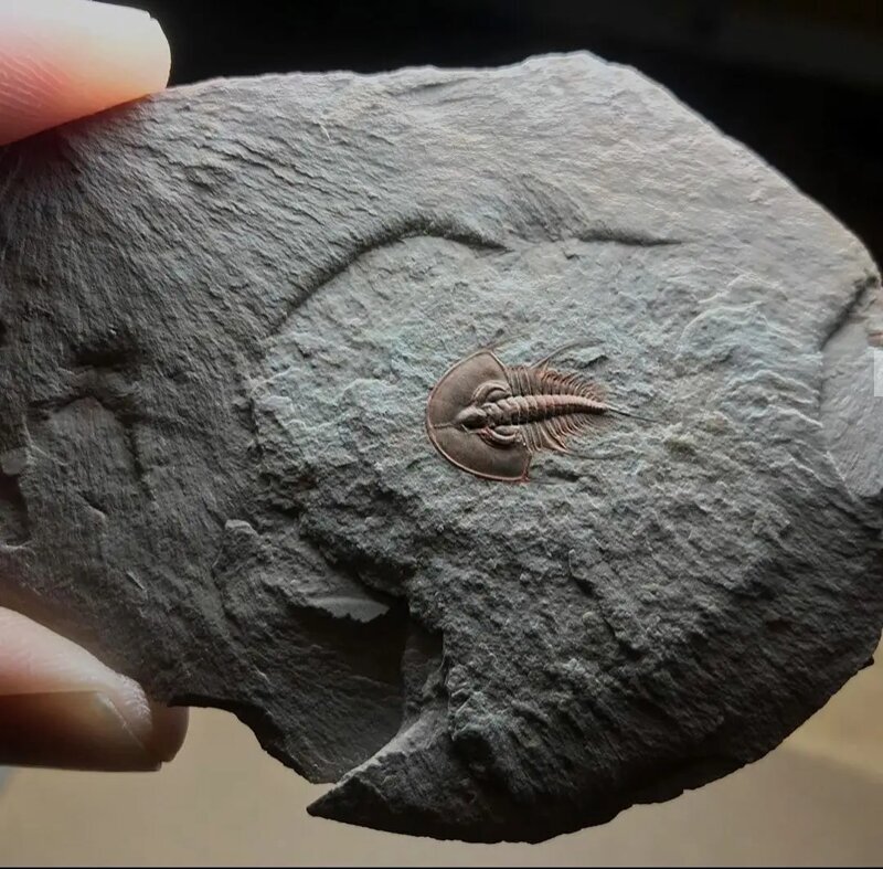 Отлично сохранившийся Трилобит возрастом примерно 500 млн лет