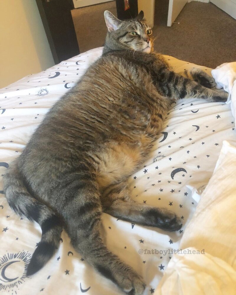 Этот кот мало ест, но все равно толстеет