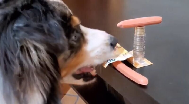 Пёс умеет вытаскивать купюры из-под монет