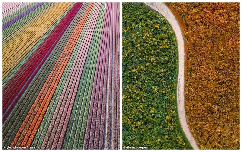 Слева: разноцветные поля тюльпанов, Нордоостполдер, Нидерланды. Фото - Эрвин Доорн. Справа: коллаж из снимков, сделанных с разницей в 6 месяцев, в одном и том же месте, Франция. Фото - Максим Понтуар