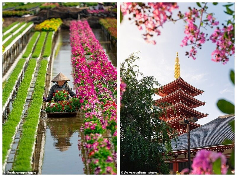 Слева: цветочная деревня Са Дек, Вьетнам. Фото - Луонг Нгуен Ань Чунг. Справа: храм Сэнсо-дзи, Токио, Япония. Фото - Альваро Вальенте