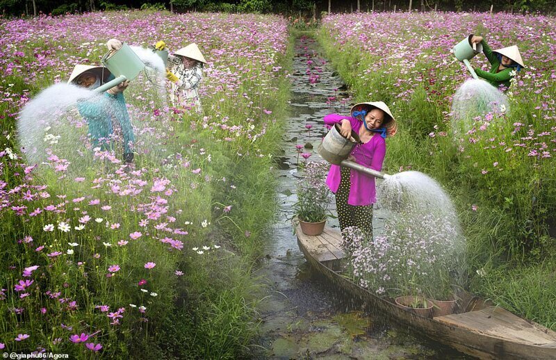 Полив цветов, Вьетнам. Фото - Буи Гиа Фу