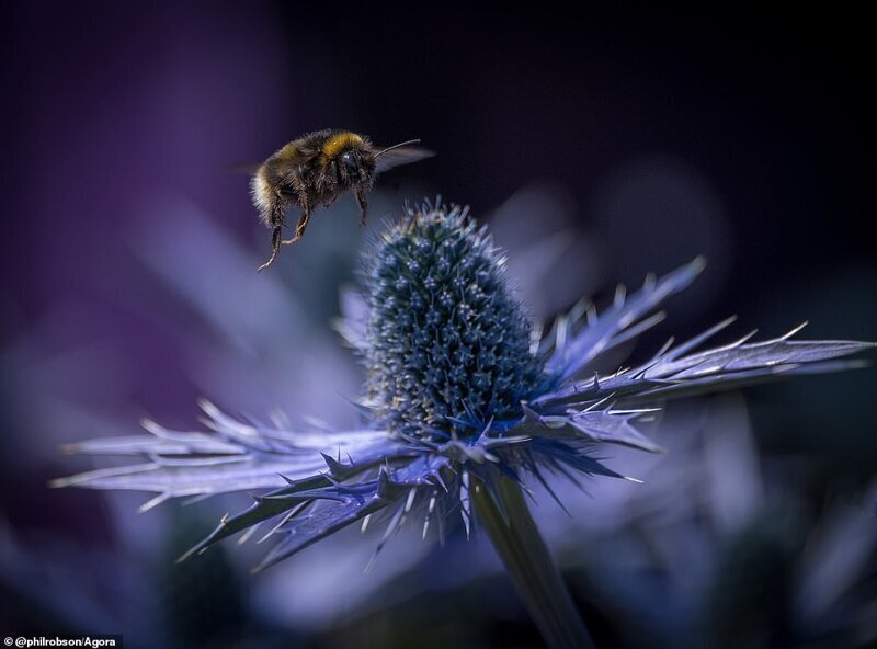 Пчела над цветком, Ньюкасл, Великобритания. Фото - Фил Робсон