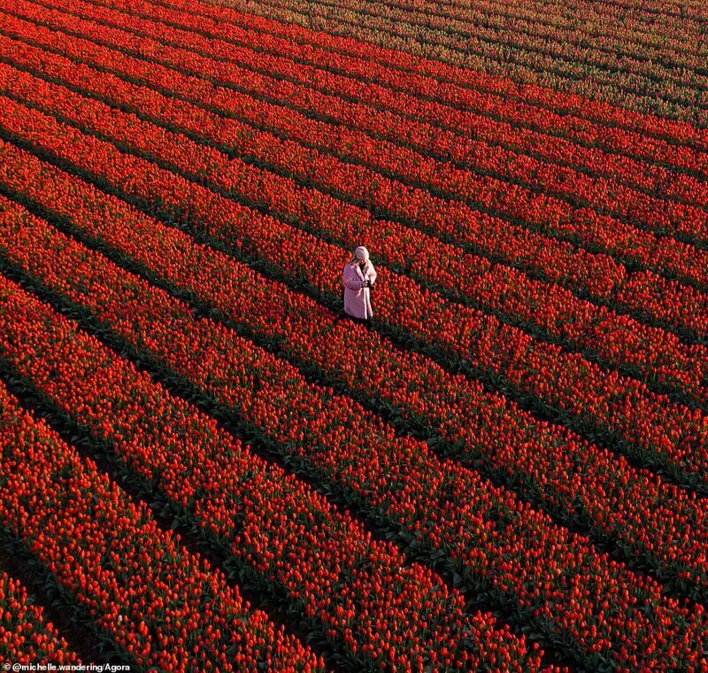 Тюльпановое поле, Нордвейкерхаут, Нидерланды. Фото - Мишель Луа