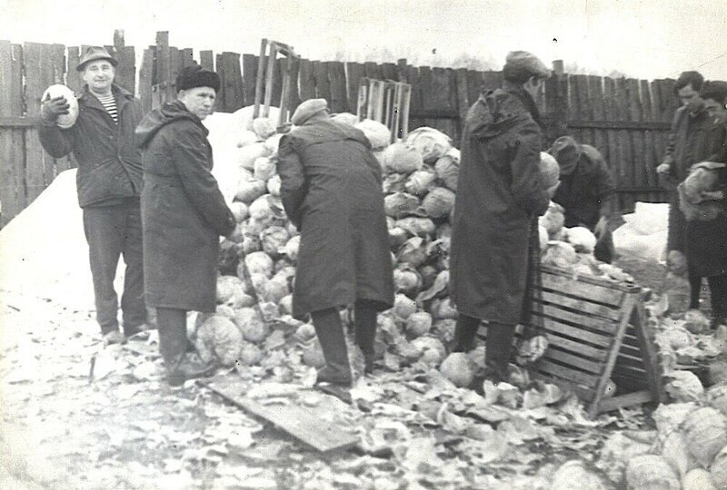 Сотрудники московского НИИ сортируют капусту на овощебазе, 1982 год