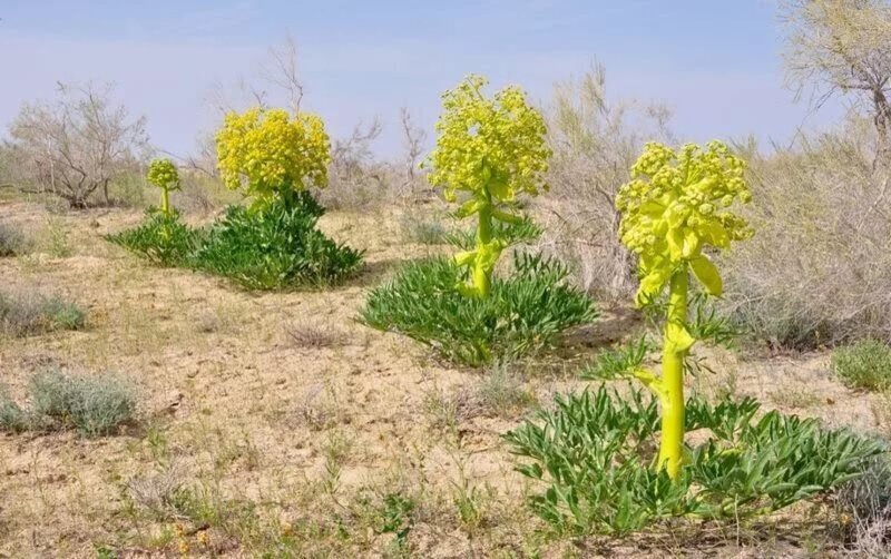 Трава беда в узбекистане фото