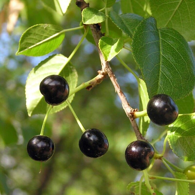 Махлеб — ароматическая специя, сделанная из семян определённого вида дикой вишни Prunus mahaleb.