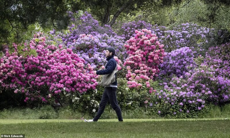 Британские садоводы делятся фотографиями цветущих рододендронов