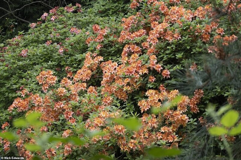 Британские садоводы делятся фотографиями цветущих рододендронов