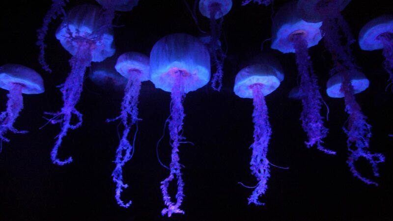 Все о медузах
