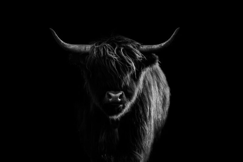 8. Хайленд (шотландская порода коров)