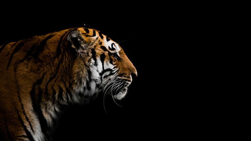 6. Бенгальский тигр