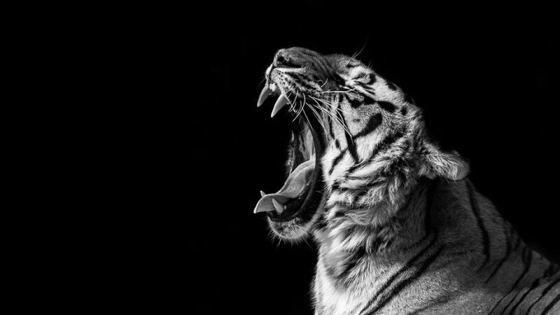 12. Зевающий бенгальский тигр