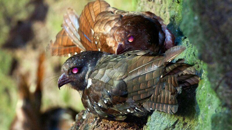 Гуахаро: Бесноватые жирные птицы оккупировали пещеры и устроили в них безумный сатанинский рейв
