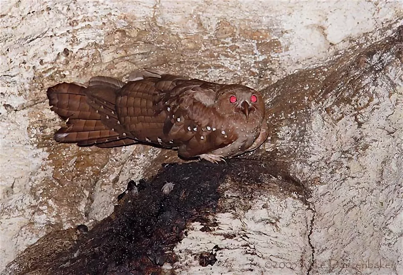 Гуахаро: Бесноватые жирные птицы оккупировали пещеры и устроили в них безумный сатанинский рейв