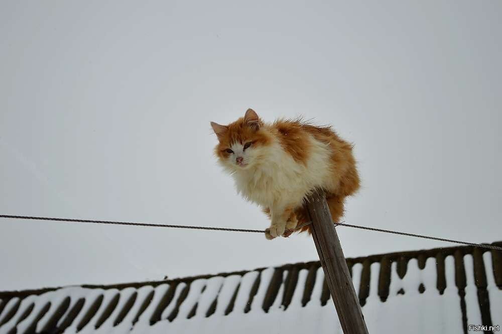 Мартовский кот ховрино. Мартовский кот. Мартовские коты фото. Мартовский кот картинки.