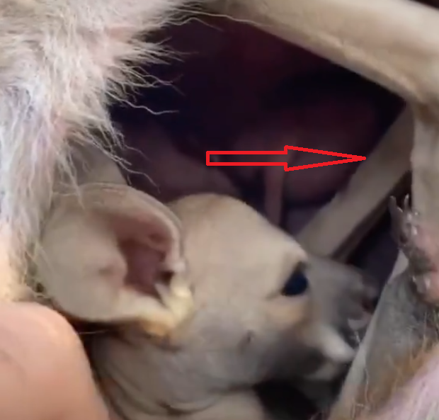 Девушка показала на видео, как выглядит сумка кенгуру изнутри, и это зрелище не для слабонервных