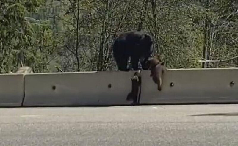 Медвежонок показал брату, как залезть на дорожный барьер