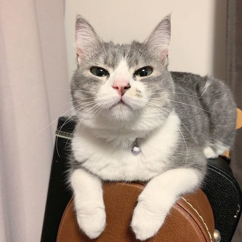 Это кошка Ёши Бен из Японии