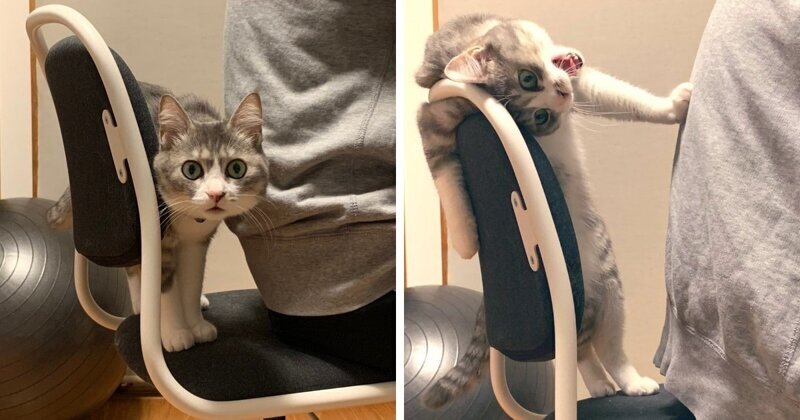 У котенка несформированный стул