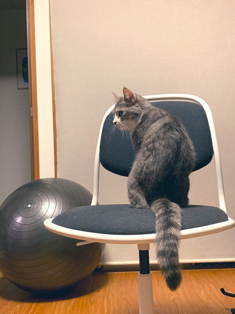 8 мая её хозяин опубликовал фотографию, на которой кошка сидит на стуле