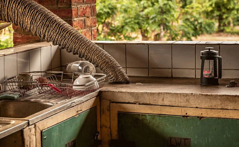 "Слон на кухне", Gunther De Bruyne. Такие вторжения - частое явление в национальном парке Малави