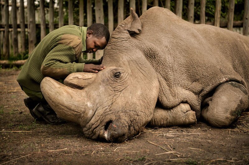 "Последнее прощание", Ami Vitale. Сотрудник заповедника в Кении прощается с 45-летним носорогом