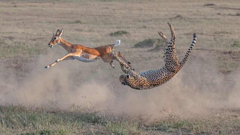 "Гепард на охоте в заповеднике Масаи-Мара (Кения)", Yi Liu