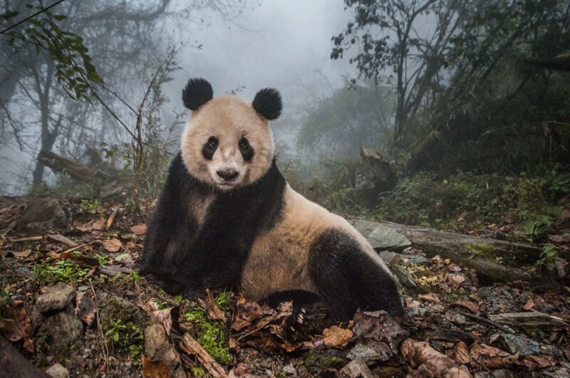 "Супермодель Е-е",  Ami Vitale. 16-летняя панда по кличке Е-е эффектно позирует для фото