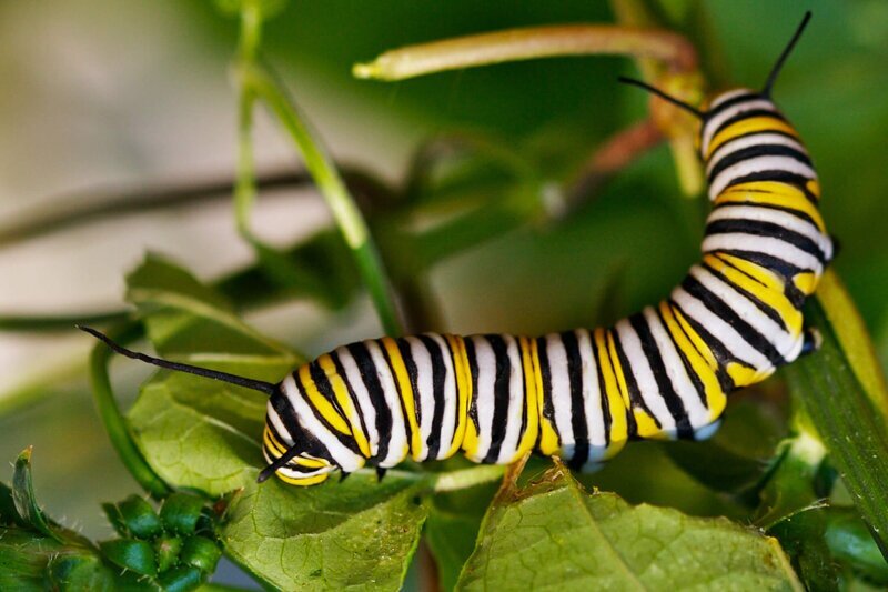 Гусеница бабочки-монарха создала симбиоз с растением молочай. Молочай выделяет ядовитую слизь, потому его не едят животные, кроме гусениц бабочки. Гусеницы накапливают в себе яд с листьев молочая и потому их не едят птицы