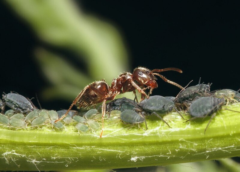 Тля и муравьи - муравьи оберегают стада тли, а за это доят их