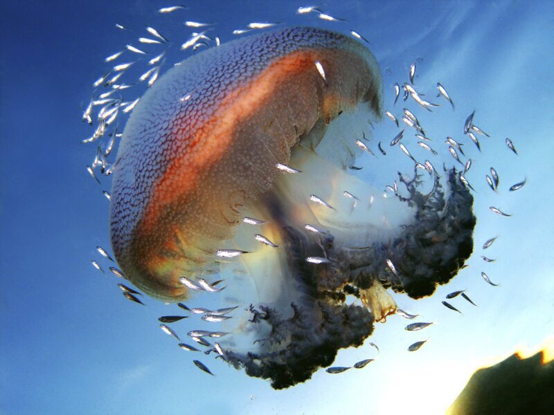 Мелкие рыбки часто живут под куполом у ядовитых медуз - стрекало медузы защищают их от врагов, а под куполом всегда можно найти пищу