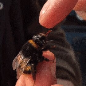 Покормил пчелу