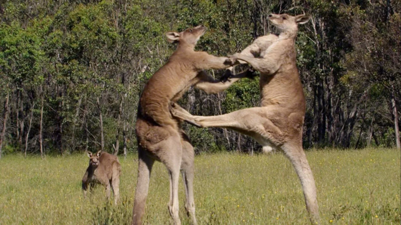 Почему кенгуру такие накачанные?