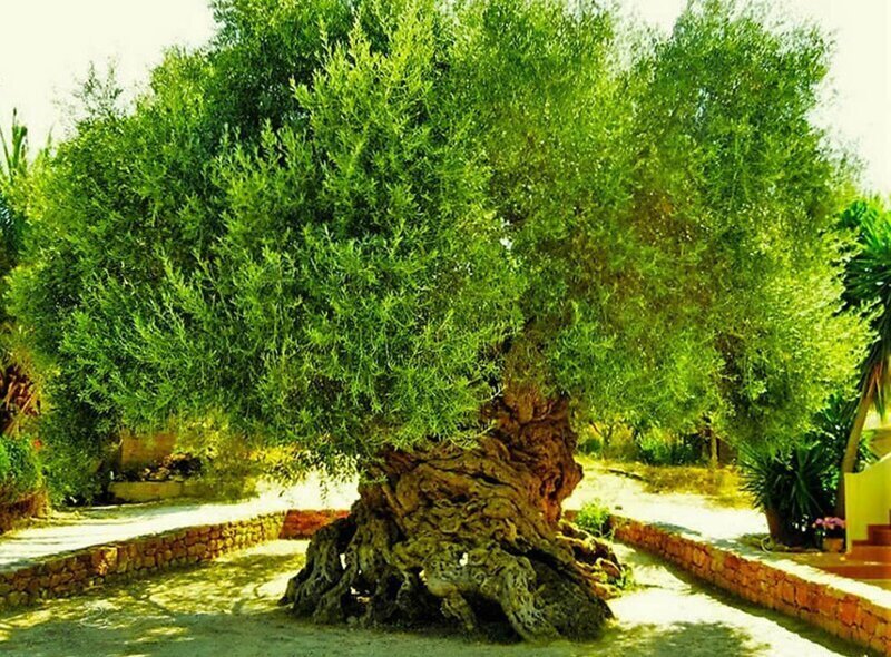 Старейшее оливковое дерево на Крите находится в 26 км к западу от города Ханья в деревне Ано Вувес (Άνω Βουβές).