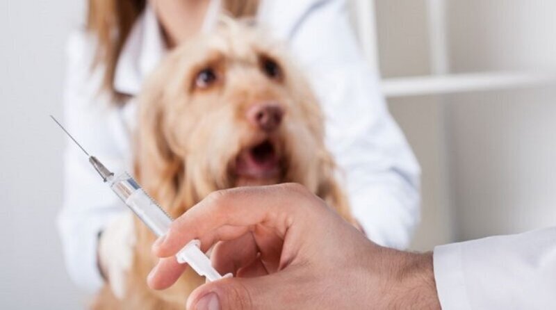 Миф 8: Если у укусившего вас животного есть прививка от бешенства, вакцинацию можно не проводить