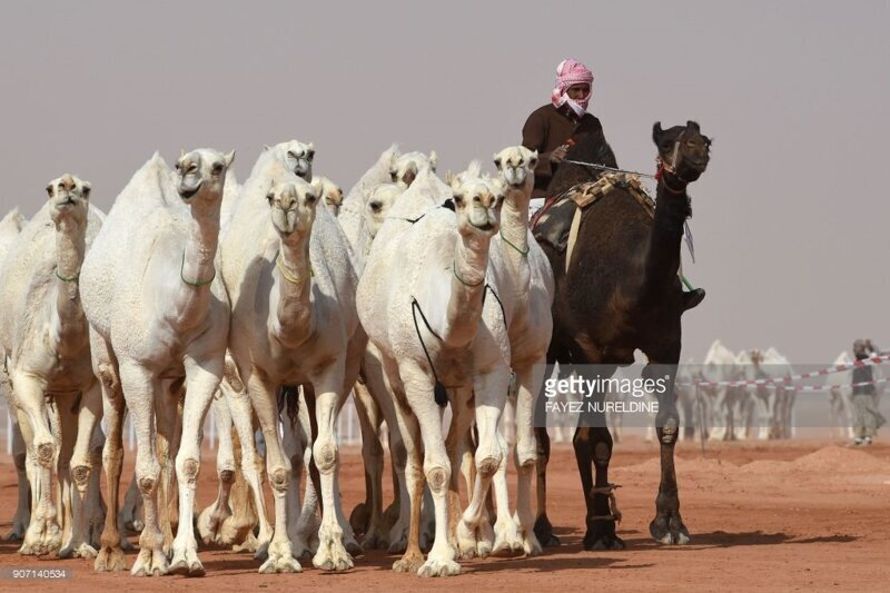 На конкурсе красоты в Саудовской Аравии дисквалифицировали верблюдов из-за ботокса
