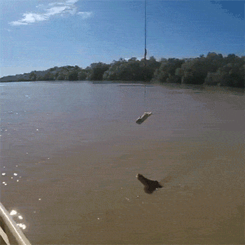 Гифки разные Гифки разные