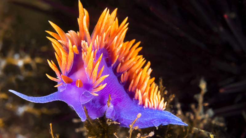 "Испанский платок" (Flabellina iodinea). Очень красочный морской слизняк.